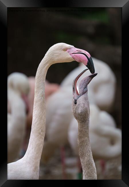 Flamingo Mother And Baby Framed Print by rawshutterbug 