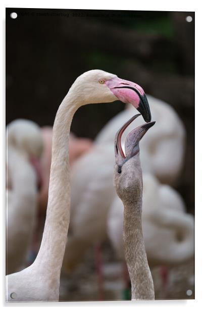 Flamingo Mother And Baby Acrylic by rawshutterbug 