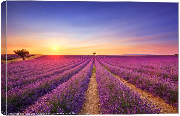 Lavender and lonely trees at sunset. Provence, France Canvas Print by Stefano Orazzini