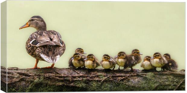 nine ducklings sitting in a row Canvas Print by tim miller