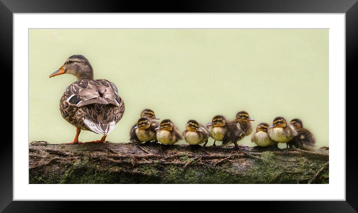 nine ducklings sitting in a row Framed Mounted Print by tim miller