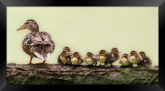 nine ducklings sitting in a row Framed Print by tim miller