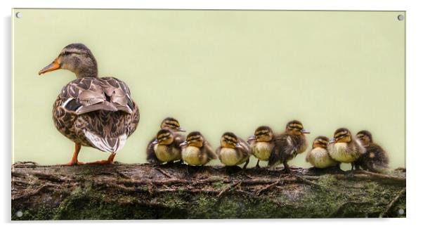 nine ducklings sitting in a row Acrylic by tim miller