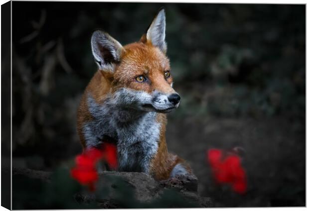 Garden Fox Canvas Print by tim miller