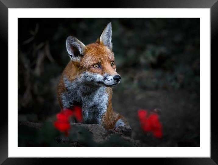 Garden Fox Framed Mounted Print by tim miller