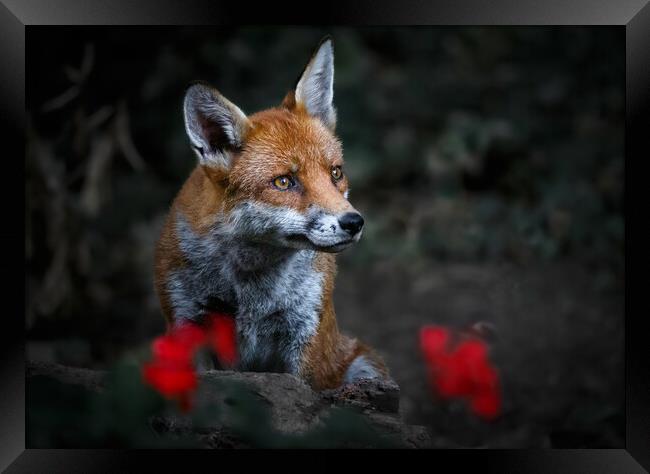 Garden Fox Framed Print by tim miller