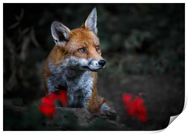 Garden Fox Print by tim miller