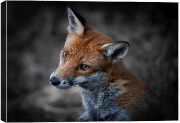 A close up of a fox Canvas Print by tim miller
