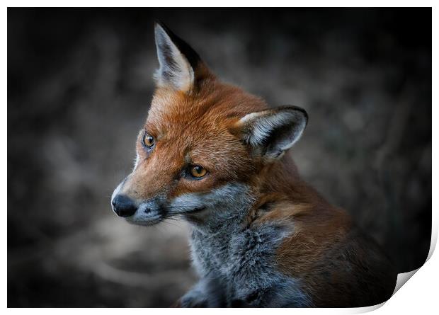 A close up of a fox Print by tim miller