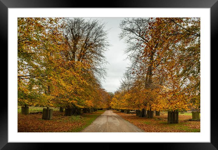Tree lined track at autumn Framed Mounted Print by Jason Wells