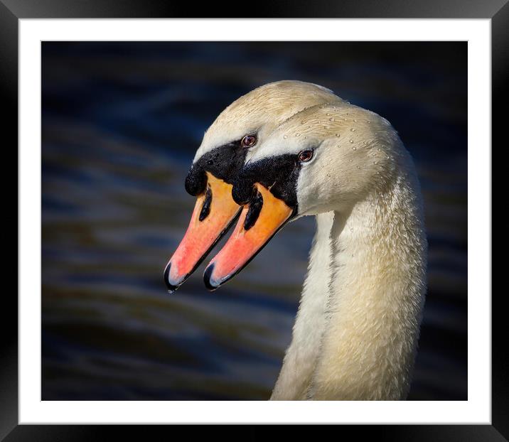 pair of swans portrait Framed Mounted Print by tim miller