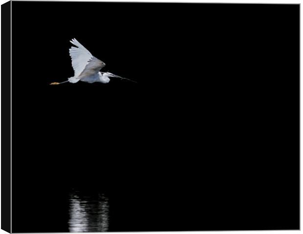 Foraging Egret  Canvas Print by tim miller