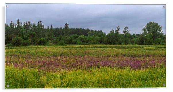 Wild Bogland Meadow Acrylic by Margaret Ryan