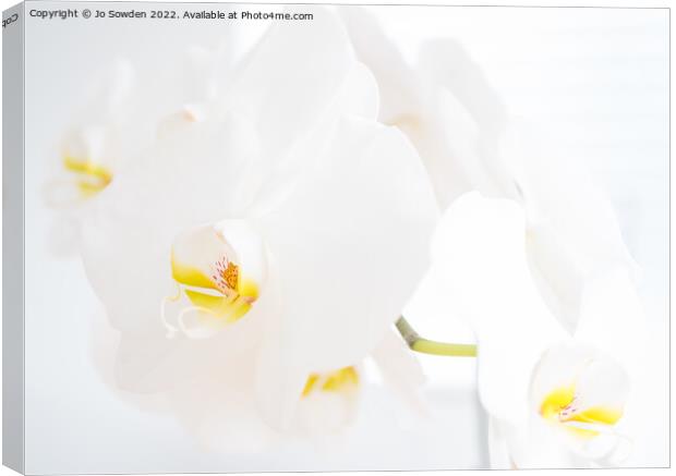 White Orchid Flowers Canvas Print by Jo Sowden