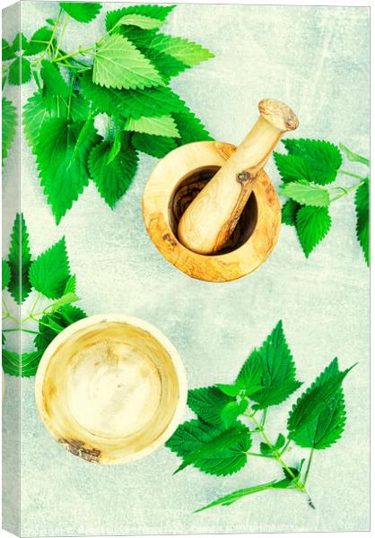 Fresh nettle leaves,herbal medicine. Canvas Print by Mykola Lunov Mykola