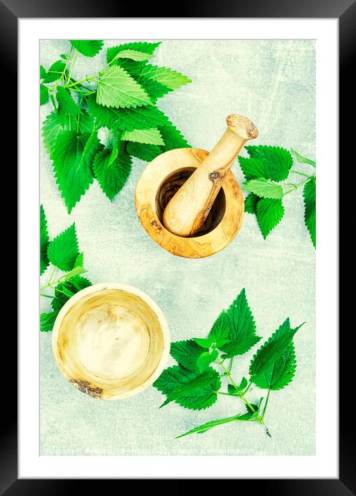 Fresh nettle leaves,herbal medicine. Framed Mounted Print by Mykola Lunov Mykola
