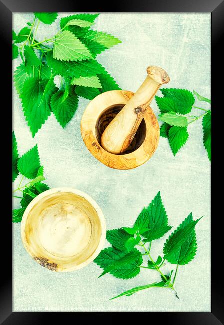 Fresh nettle leaves,herbal medicine. Framed Print by Mykola Lunov Mykola