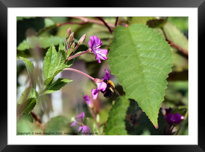 Busy Bee Among Willowherbs Framed Mounted Print by Kevin Maughan