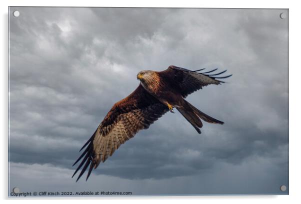 Red Kite in Flight Acrylic by Cliff Kinch