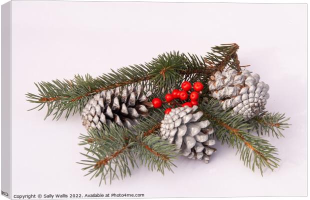 Pine-cones & blue Juniper with berries Canvas Print by Sally Wallis