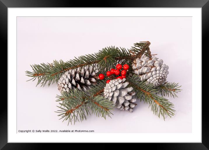 Pine-cones & blue Juniper with berries Framed Mounted Print by Sally Wallis