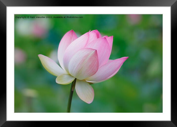 Lotus Bloom Framed Mounted Print by Ram Vasudev
