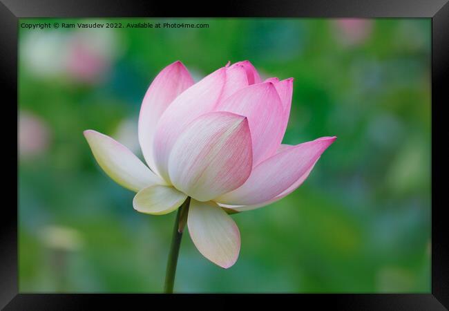 Lotus Bloom Framed Print by Ram Vasudev