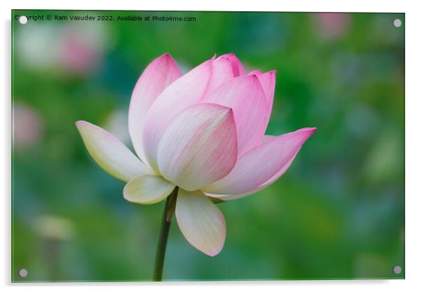 Lotus Bloom Acrylic by Ram Vasudev