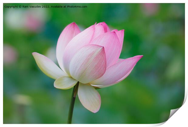 Lotus Bloom Print by Ram Vasudev