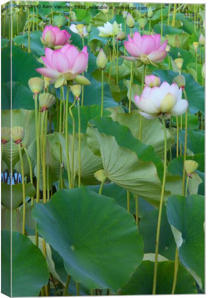 Lotus Flowers Canvas Print by Ram Vasudev