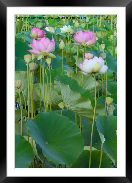 Lotus Flowers Framed Mounted Print by Ram Vasudev