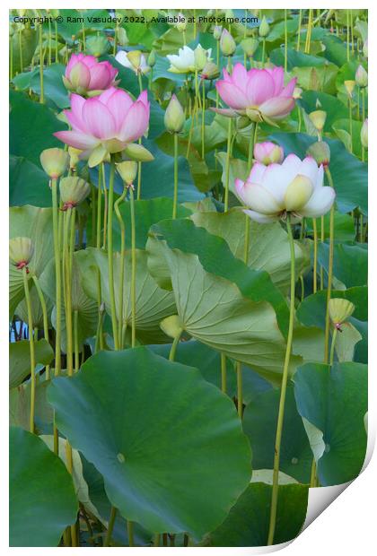 Lotus Flowers Print by Ram Vasudev