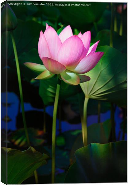 Lotus Flower Canvas Print by Ram Vasudev