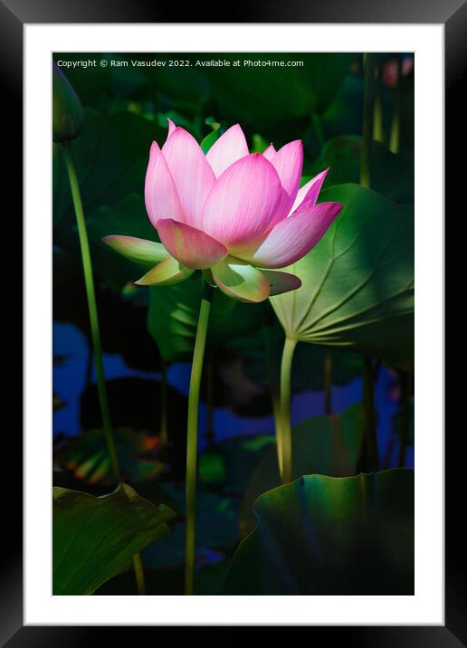 Lotus Flower Framed Mounted Print by Ram Vasudev