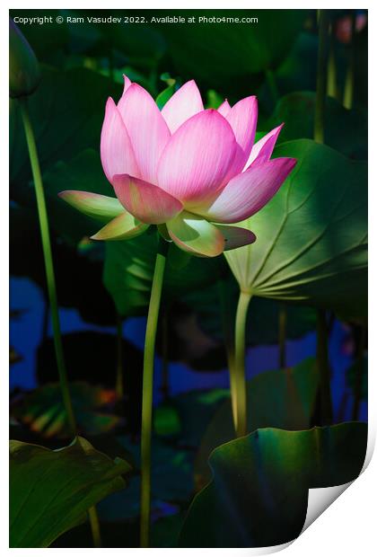 Lotus Flower Print by Ram Vasudev