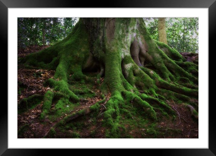 Natures Green Framed Mounted Print by Christine Lake