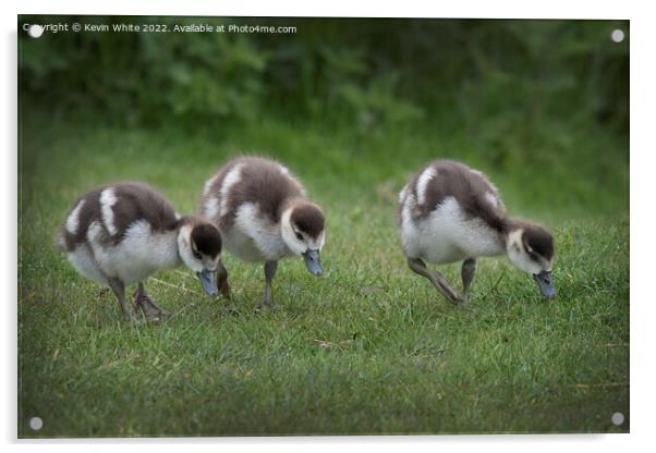 Cute Egyptian goslings Acrylic by Kevin White
