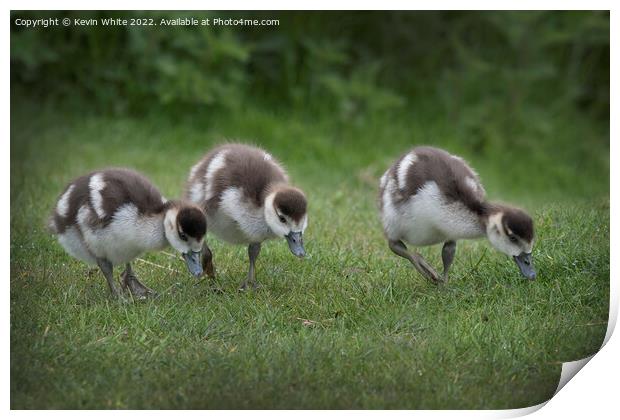 Cute Egyptian goslings Print by Kevin White