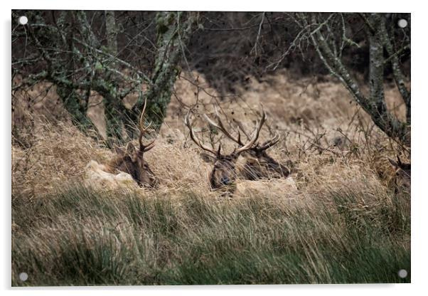 Bull Elk Resting in a Field on a Rainy Day Acrylic by Belinda Greb