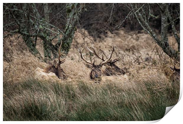 Bull Elk Resting in a Field on a Rainy Day Print by Belinda Greb