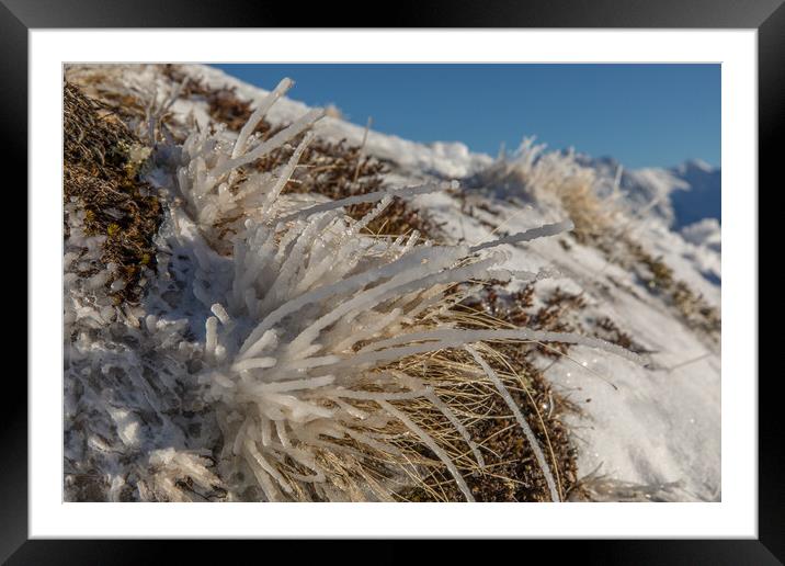 frozen grass Framed Mounted Print by Thomas Schaeffer