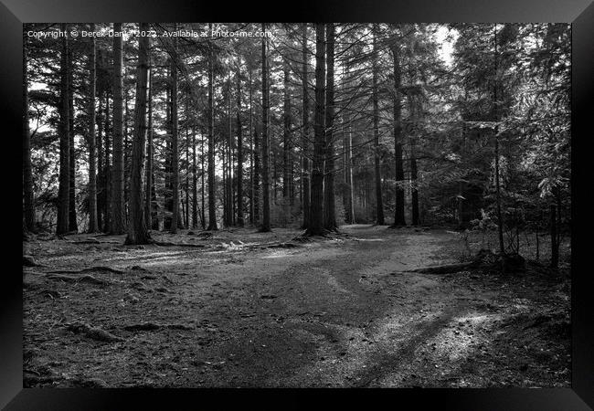 Enchanted Forest Path Framed Print by Derek Daniel
