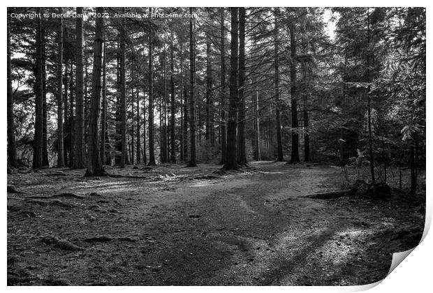 Enchanted Forest Path Print by Derek Daniel