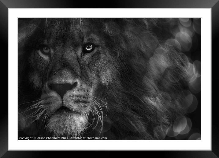 Leo The Lion Portrait Framed Mounted Print by Alison Chambers