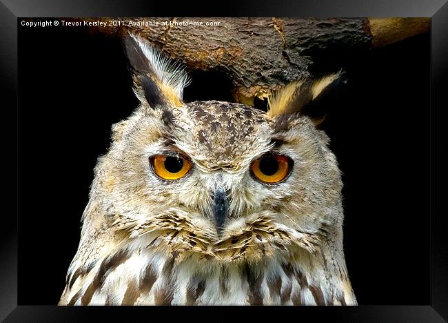 Wise Owl Framed Print by Trevor Kersley RIP
