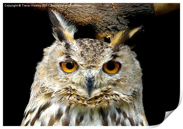 Wise Owl Print by Trevor Kersley RIP
