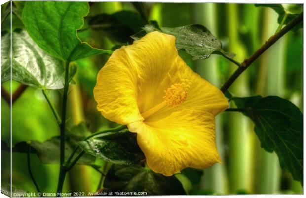 Yellow Hibiscus Canvas Print by Diana Mower