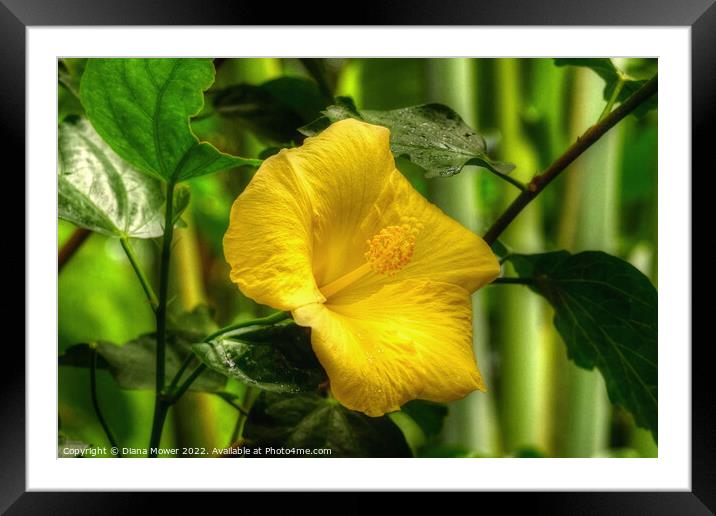 Yellow Hibiscus Framed Mounted Print by Diana Mower