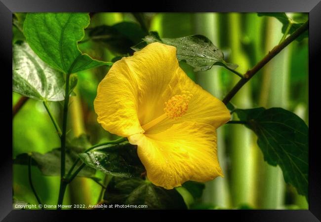 Yellow Hibiscus Framed Print by Diana Mower