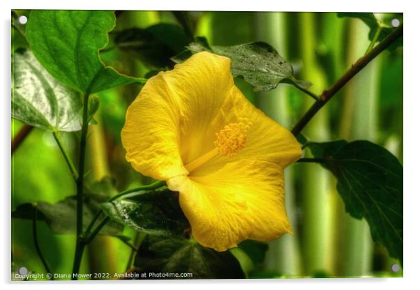 Yellow Hibiscus Acrylic by Diana Mower